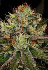 Paradise Seeds Chocolate Wafflez - 3 feminisierte Samen