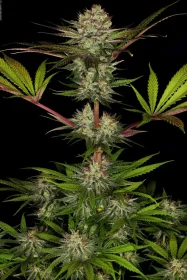 Paradise Seeds Chocolate Wafflez - 3 feminisierte Samen