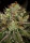 Paradise Seeds Chocolate Wafflez - 3 feminisierte Samen