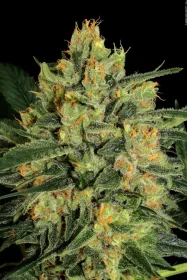 Paradise Seeds Durga Mata II CBD - 3 feminisierte Samen