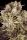 Paradise Seeds Durga Mata II CBD - 3 feminisierte Samen