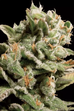 Paradise Seeds Dutch Dragon - 3 feminisierte Samen