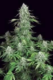 Paradise Seeds Dutch Dragon - 3 feminisierte Samen