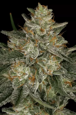 Paradise Seeds Dutch Kush - 3 feminisierte Samen