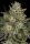 Paradise Seeds Dutch Kush - 3 feminisierte Samen