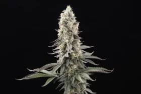 Paradise Seeds El Dorado OG - 3 feminisierte Samen