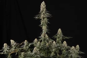 Paradise Seeds El Dorado OG - 3 feminisierte Samen