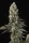 Paradise Seeds El Dorado OG - 3 feminisierte Samen