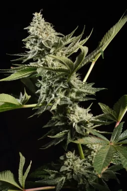 Paradise Seeds Glowstarz - 3 feminisierte Samen