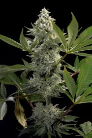 Paradise Seeds Glowstarz - 3 feminisierte Samen