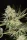 Paradise Seeds Glowstarz - 3 feminisierte Samen