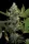 Paradise Seeds Glowstarz - 3 feminisierte Samen