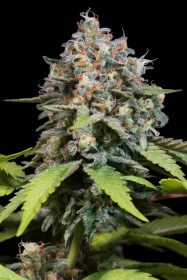 Paradise Seeds Highway 66 - 3 feminisierte Samen