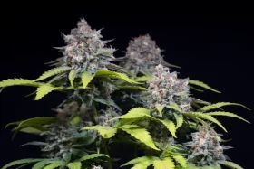 Paradise Seeds Highway 66 - 3 feminisierte Samen