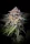 Paradise Seeds Highway 66 - 3 feminisierte Samen