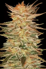 Paradise Seeds Ice Cream - 3 feminisierte Samen