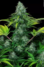 Paradise Seeds Ice Cream - 3 feminisierte Samen