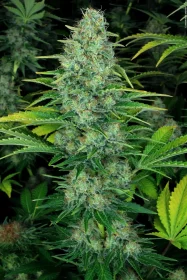 Paradise Seeds Ice Cream - 3 feminisierte Samen