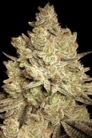 Paradise Seeds Jacky White - 3 feminisierte Samen