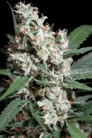 Paradise Seeds L.A. Amnesia - 3 feminisierte Samen