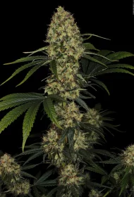 Paradise Seeds L.A. Amnesia - 3 feminisierte Samen