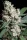 Paradise Seeds L.A. Amnesia - 3 feminisierte Samen