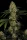 Paradise Seeds L.A. Amnesia - 3 feminisierte Samen