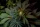 Paradise Seeds L.A. Amnesia - 3 feminisierte Samen