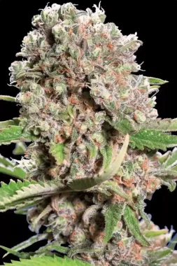 Paradise Seeds Mendocino Skunk - 3 feminisierte Samen