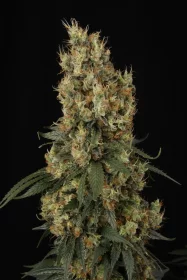 Paradise Seeds Mendocino Skunk - 3 feminisierte Samen