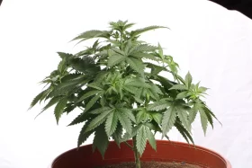 Paradise Seeds Mendocino Skunk - 3 feminisierte Samen