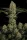 Paradise Seeds Mendocino Skunk - 3 feminisierte Samen