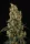 Paradise Seeds Mendocino Skunk - 3 feminisierte Samen