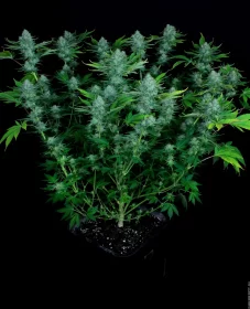 Paradise Seeds Nebula - 3 feminisierte Samen