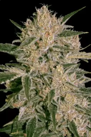 Paradise Seeds Nebula II CBD - 3 feminisierte Samen