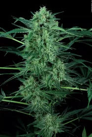 Paradise Seeds Nebula II CBD - 3 feminisierte Samen