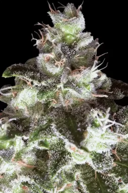 Paradise Seeds Original White Widow (IBL) - 3 feminisierte Samen