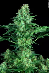 Paradise Seeds Original White Widow (IBL) - 3 feminisierte Samen