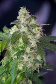 Paradise Seeds Original White Widow (IBL) - 3 feminisierte Samen