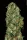 Paradise Seeds Original White Widow (IBL) - 3 feminisierte Samen