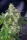 Paradise Seeds Original White Widow (IBL) - 3 feminisierte Samen