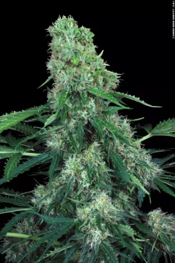 Paradise Seeds Pandora AUTO - 3 automatisierte Samen