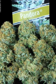 Paradise Seeds Pandora AUTO - 3 autoflowering Samen