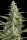 Paradise Seeds Pandora AUTO - 3 autoflowering Samen