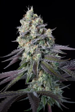 Paradise Seeds Purple Mints - 3 feminisierte Samen