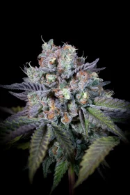 Paradise Seeds Purple Mints - 3 feminisierte Samen