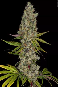 Paradise Seeds Rainbow Road - 3 feminisierte Samen