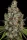 Paradise Seeds Rainbow Road - 3 feminisierte Samen