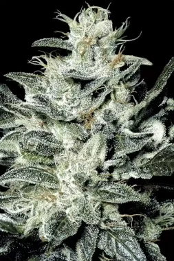 Paradise Seeds Sensi Star - 3 feminisierte Samen