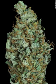 Paradise Seeds Sensi Star - 3 feminisierte Samen